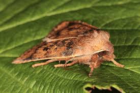 Attēlu rezultāti vaicājumam “Agrochola helvola”