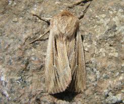 Attēlu rezultāti vaicājumam “Leucania comma”