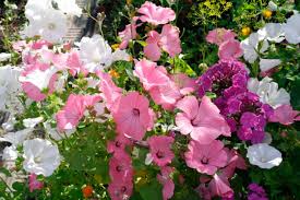 Image result for Lavatera trimestris