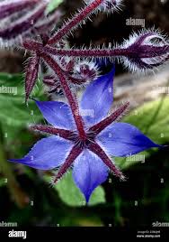 Image result for Borretsch