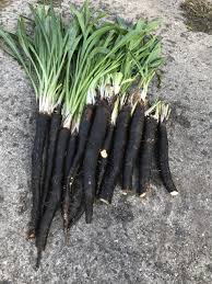 Image result for Schwarzwurzeln