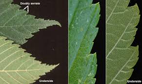 Attēlu rezultāti vaicājumam “Ulmus laevis leaf”