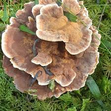 Attēlu rezultāti vaicājumam “Onnia tomentosa”