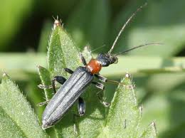 Attēlu rezultāti vaicājumam “Oedemera croceicollis”