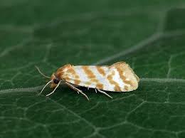 Attēlu rezultāti vaicājumam “Aethes margaritana”