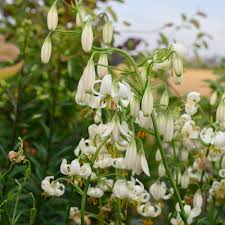 Image result for Lilium martagon Alba