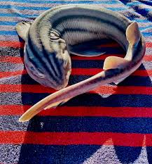 Image result for Poroderma pantherinum