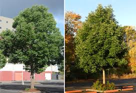 Attēlu rezultāti vaicājumam “Fraxinus pennsylvanica”