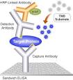 Screening Technologies: PathScan® ELISA