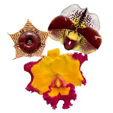 Attēlu rezultāti vaicājumam “Didymium aggregatum”