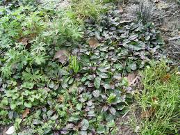 Attēlu rezultāti vaicājumam “Ajuga reptans bud”