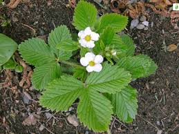 Attēlu rezultāti vaicājumam “Fragaria moschata”