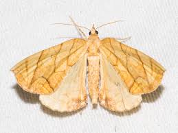 Attēlu rezultāti vaicājumam “Eulithis sp.”