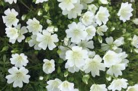 Attēlu rezultāti vaicājumam “Hydrophyllaceae”