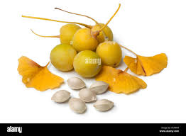 Attēlu rezultāti vaicājumam “Ginkgo biloba fruit”