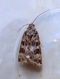 Attēlu rezultāti vaicājumam “Protoschinia scutosa”