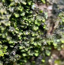 Attēlu rezultāti vaicājumam “Cephalozia connivens”