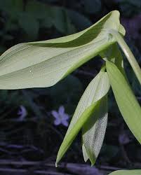 Attēlu rezultāti vaicājumam “Uvularia grandiflora flower”