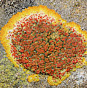 Attēlu rezultāti vaicājumam “Caloplaca saxicola”