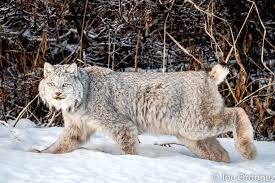 Afbeeldingsresultaat voor lynx