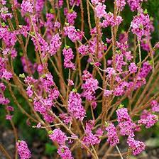 Attēlu rezultāti vaicājumam “Daphne mezereum flower”