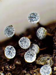 Attēlu rezultāti vaicājumam “Badhamia capsulifera var. arborea spores”