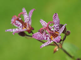 Image result for Tricyrtis `Black Beauty`