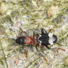 Attēlu rezultāti vaicājumam “Thanasimus formicarius”