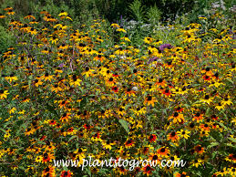 Image result for Rudbeckia Paradisio