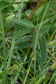 Attēlu rezultāti vaicājumam “Sanguisorba officinalis leaf”
