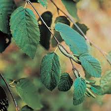 Attēlu rezultāti vaicājumam “Betula papyrifera leaf”