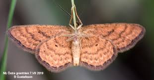 Attēlu rezultāti vaicājumam “Idaea serpentata”
