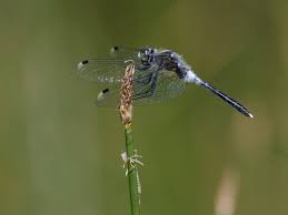 Attēlu rezultāti vaicājumam “Leucorrhinia albifrons female”