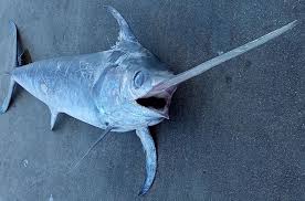 Image result for Xiphias gladius