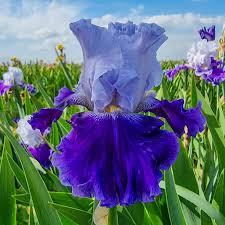 Image result for Iris
