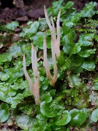 Attēlu rezultāti vaicājumam “Tremellodendropsis tuberosa”