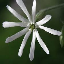 Attēlu rezultāti vaicājumam “Silene nutans flower”