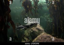 Image result for Triakis megalopterus