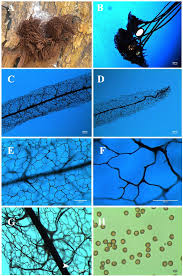 Attēlu rezultāti vaicājumam “Stemonitis axifera var. smithii spores”