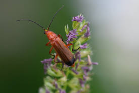 Attēlu rezultāti vaicājumam “Rhagonycha fulva”