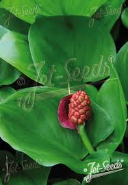 Attēlu rezultāti vaicājumam “Calla palustris”