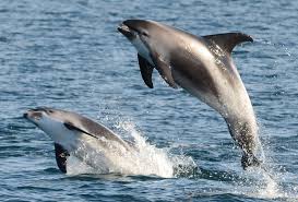 Image result for Lagenorhynchus albirostris