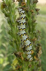 Attēlu rezultāti vaicājumam “Shargacucullia scrophulariae larva”