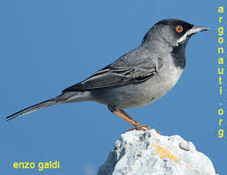 Image result for Sylvia rueppelli