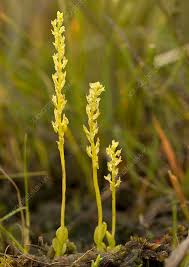 Attēlu rezultāti vaicājumam “Hammarbya paludosa flower”