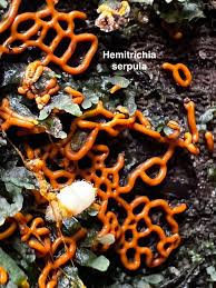 Attēlu rezultāti vaicājumam “Enerthenema papillatum stalked”