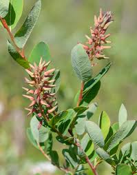 Attēlu rezultāti vaicājumam “Salix myrsinifolia male flower”