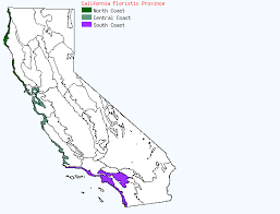 Attēlu rezultāti vaicājumam “Cynosurus cristatus fruit”