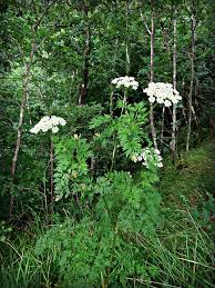 Attēlu rezultāti vaicājumam “Laserpitium prutenicum”