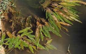 Attēlu rezultāti vaicājumam “Potamogetonaceae”